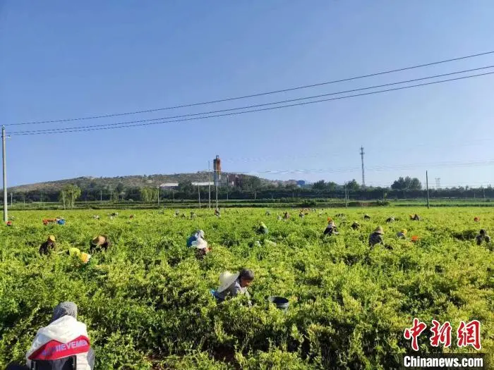 山西种植什么药材最赚钱_山西种植中药材致富_山西种植的药材