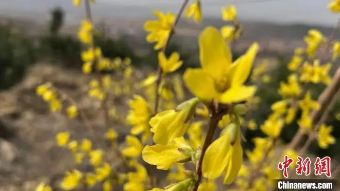 山西种植什么药材最赚钱_山西种植中药材致富_山西种植的药材