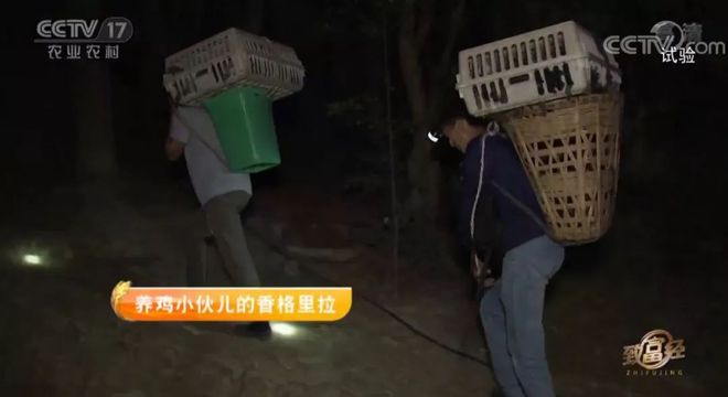 致富经王治华养鸡视频_致富经养牛王华银_致富经养鸡王大春