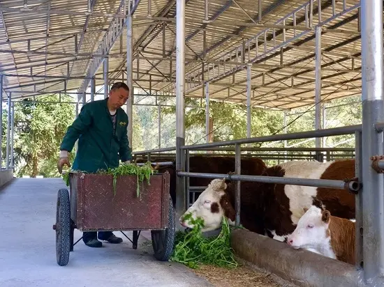 一条绿色肉牛养殖路 带来脱贫增收新效应