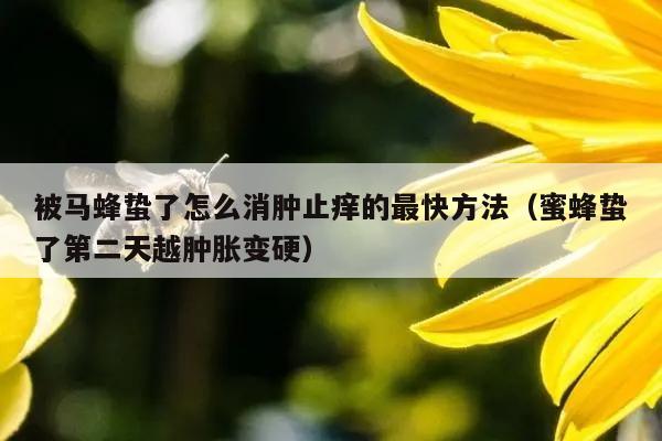 新闻致富养殖马蜂视频_新闻致富养殖马蜂是真的吗_养殖马蜂致富新闻