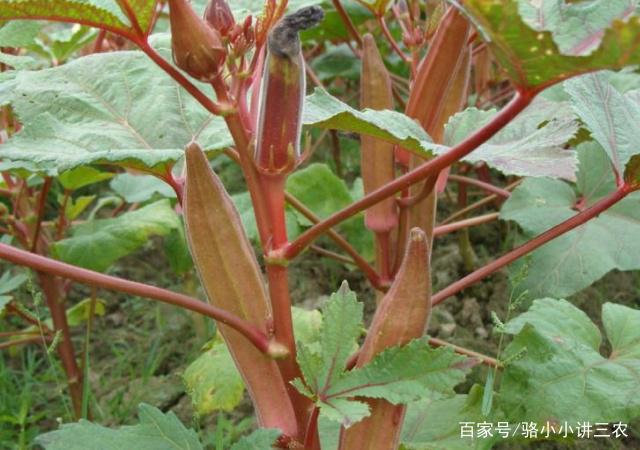 种植秋葵视频教程_秋葵种植视频方法密度和产量_秋葵种植视频技术指导