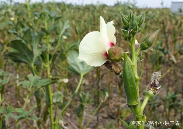 秋葵种植视频技术指导_秋葵种植视频方法密度和产量_种植秋葵视频教程