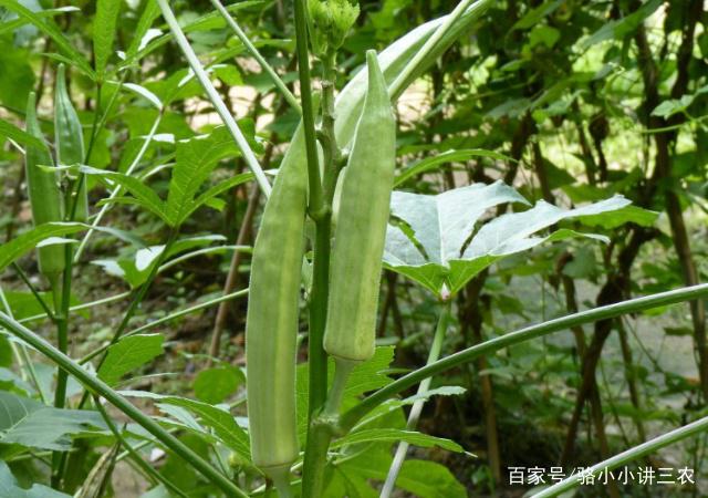 秋葵种植视频技术指导_秋葵种植视频方法密度和产量_种植秋葵视频教程