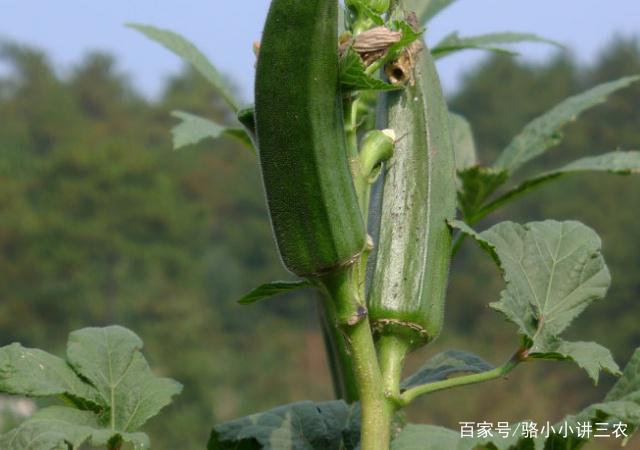 秋葵种植视频技术指导_种植秋葵视频教程_秋葵种植视频方法密度和产量