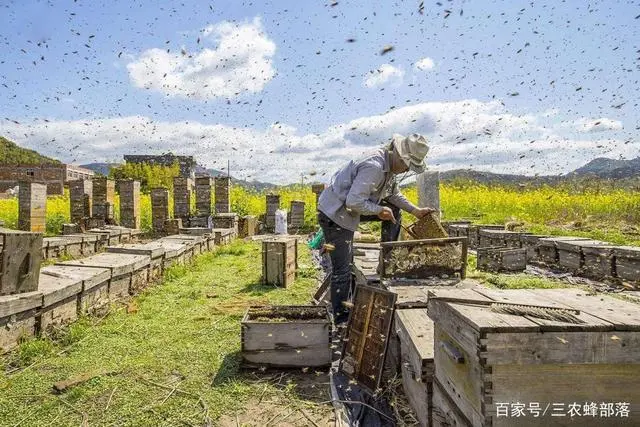 新闻致富养殖马蜂是真的吗_养殖马蜂致富新闻_致富经养马蜂技术视频