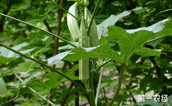 种植秋葵视频教程_秋葵种植视频方法密度和产量_秋葵种植视频技术指导