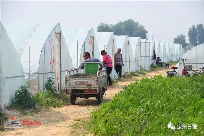 养殖蚂蚱的成本及利润_致富养殖蚂蚱视频_养殖致富蚂蚱