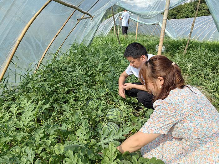 农村致富种植_安徽池州种植致富路_安徽池州安徽智新