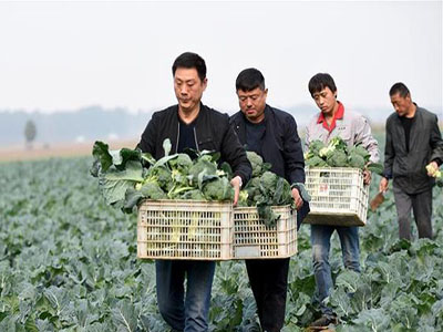 中华神剑韭菜批发市场