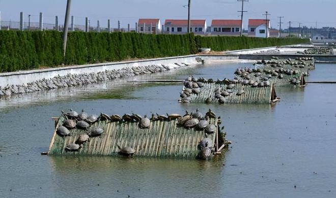 致富养殖泥鳅农民图片_泥鳅养殖农民致富_农村养殖泥鳅需要投资多少钱