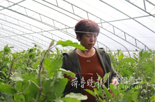 茄子视频制作_茄子视频养殖_茄子种植技术视频在线播放