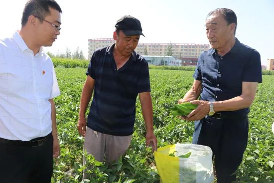 血丝李种植致富_血丝李种植致富_血丝李种植致富