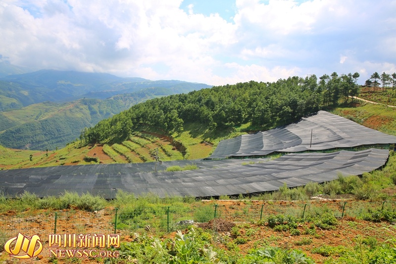 重楼种植致富新闻_致富经重楼种植_种植重楼是不是骗局