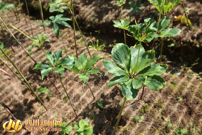 致富经重楼种植_种植重楼是不是骗局_重楼种植致富新闻