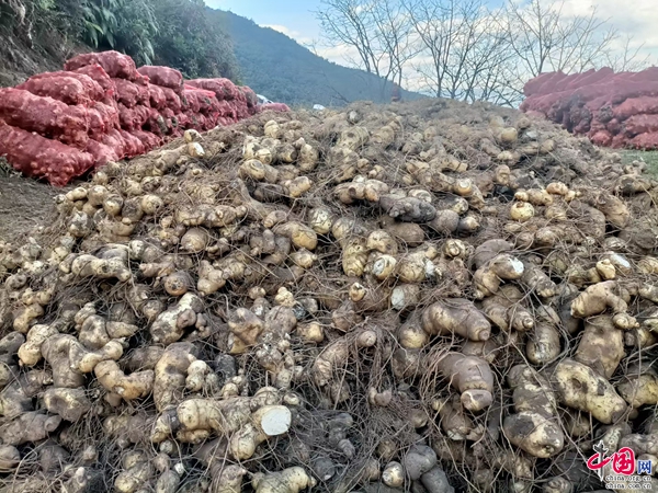 重楼种植致富新闻_种植重楼是不是骗局_种植重楼效益