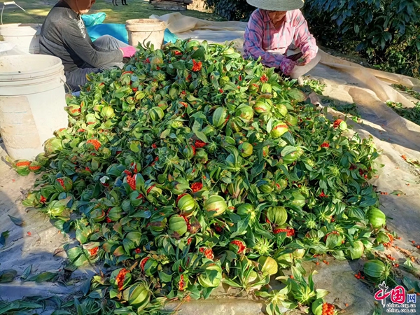 重楼种植致富新闻_种植重楼是不是骗局_种植重楼效益