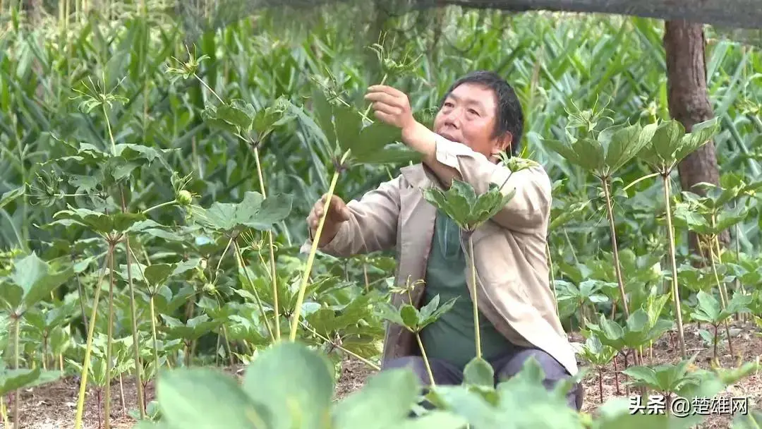 种植重楼的前景如何_种植重楼赚钱吗_重楼种植致富新闻