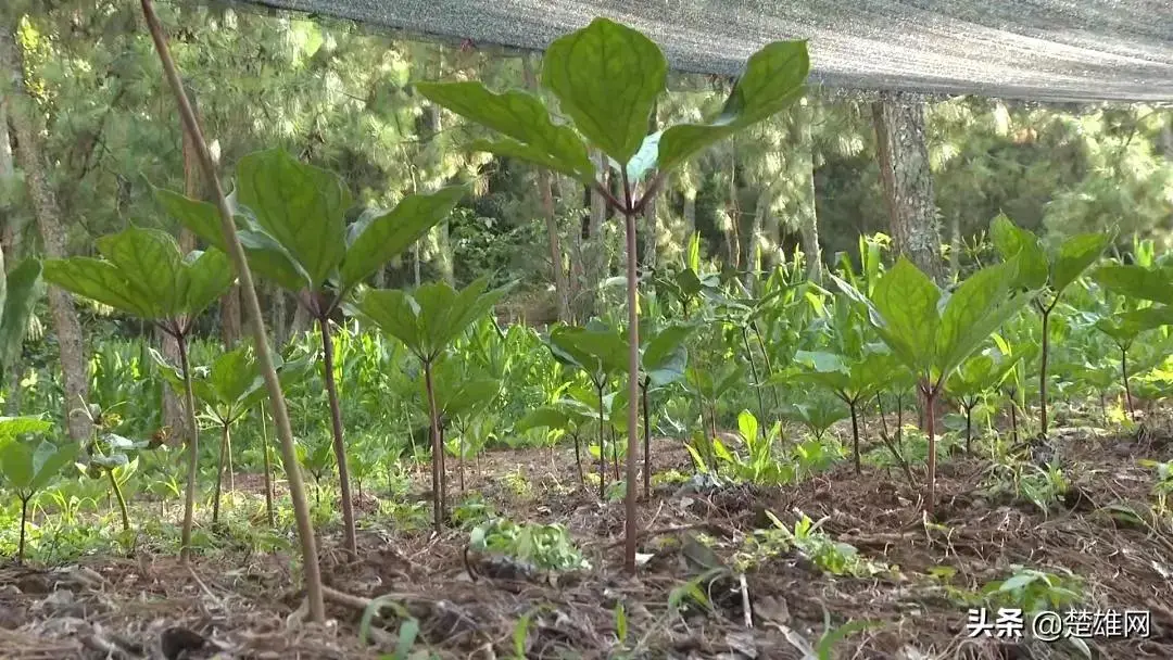 重楼种植致富新闻_种植重楼的前景如何_种植重楼赚钱吗