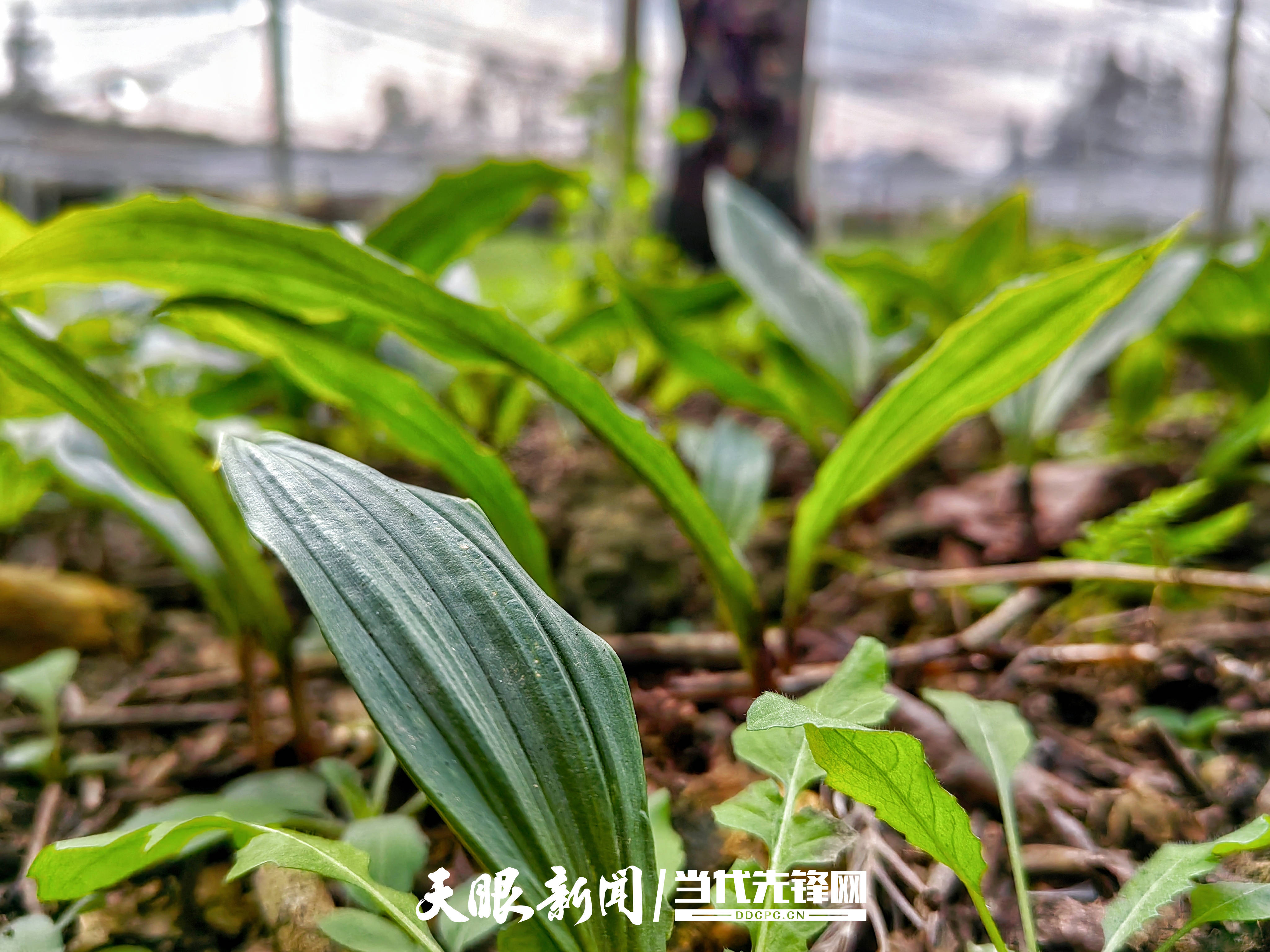 种植重楼赚钱吗_种植重楼是不是骗局_重楼种植致富新闻