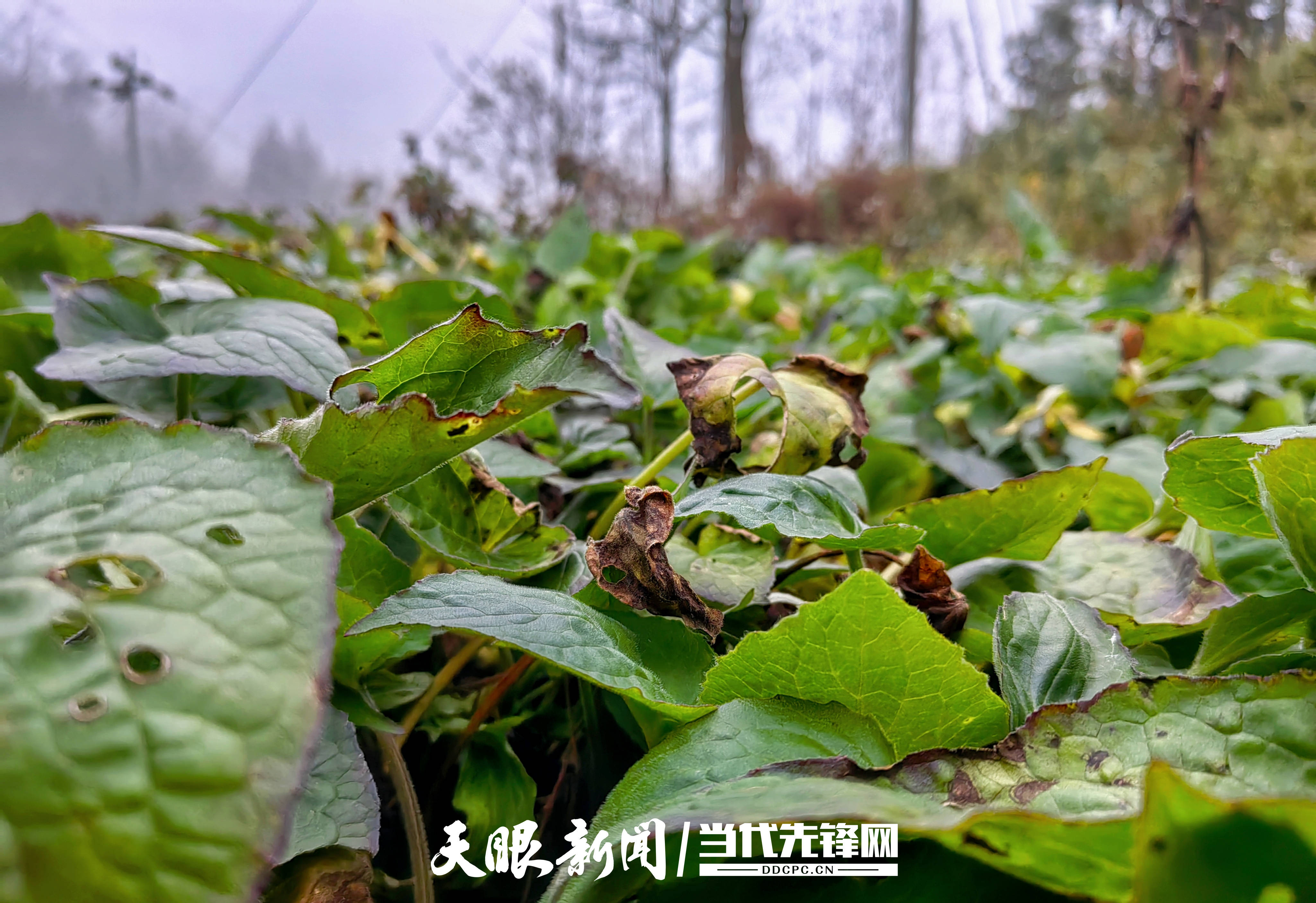 种植重楼是不是骗局_种植重楼赚钱吗_重楼种植致富新闻