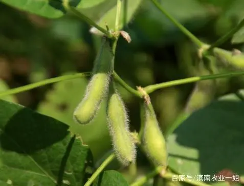 种植毛豆致富案例_毛豆种植技术与利润_毛豆种植效益