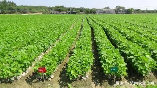 毛豆种植技术与利润_种植毛豆致富案例_毛豆种植效益