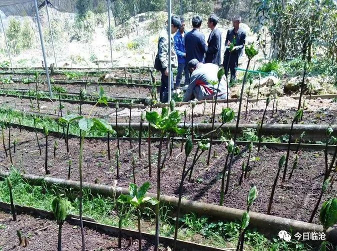 种植重楼效益_致富经重楼种植_重楼种植致富新闻