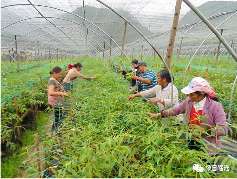 重楼种植致富新闻_种植重楼效益_致富经重楼种植