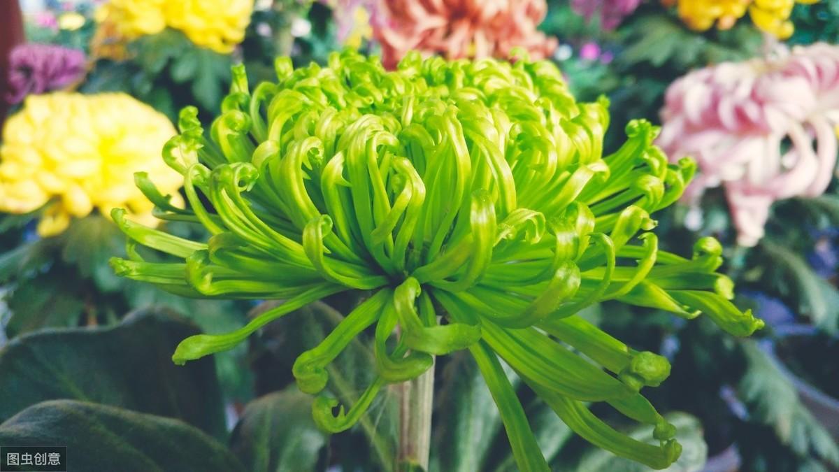 菊花药用种植技术与管理_药用菊花种植技术_药用菊花种植技术和收益