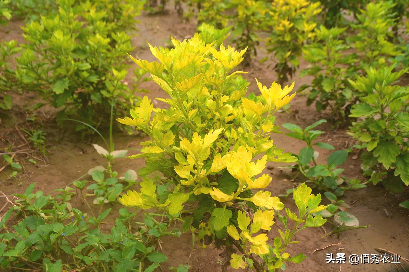 菊花药用种植技术与管理_药用菊花种植技术_菊花药用种植技术视频