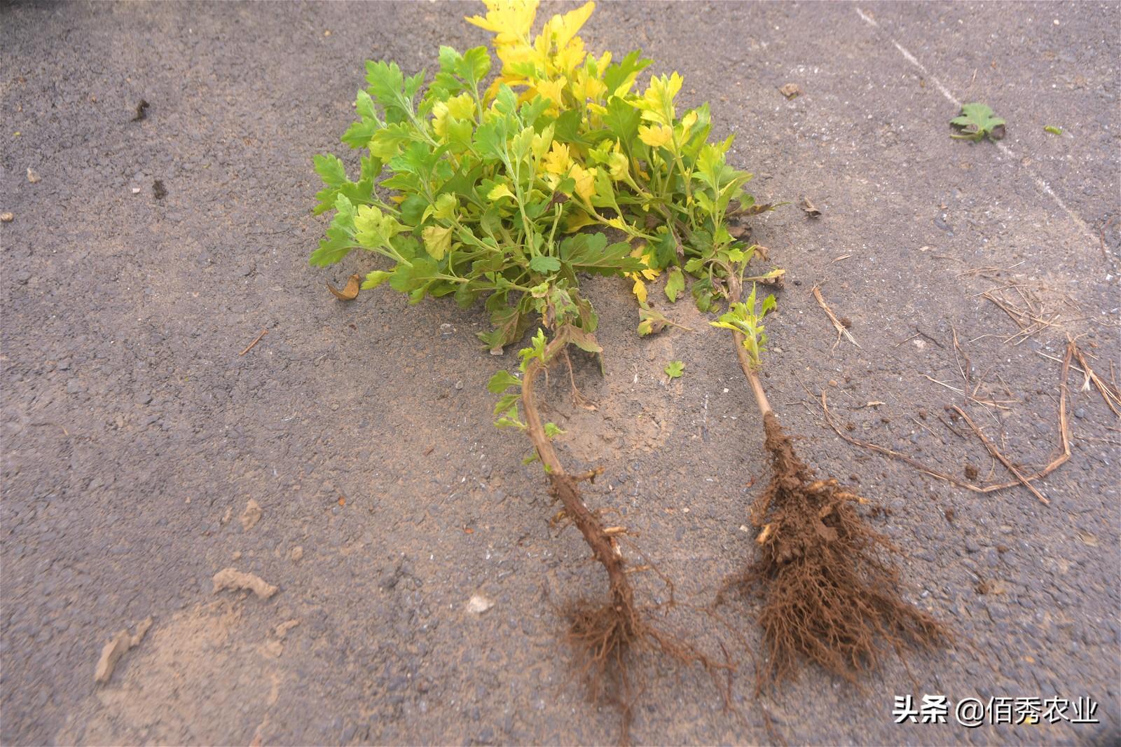 菊花药用种植技术与管理_菊花药用种植技术视频_药用菊花种植技术