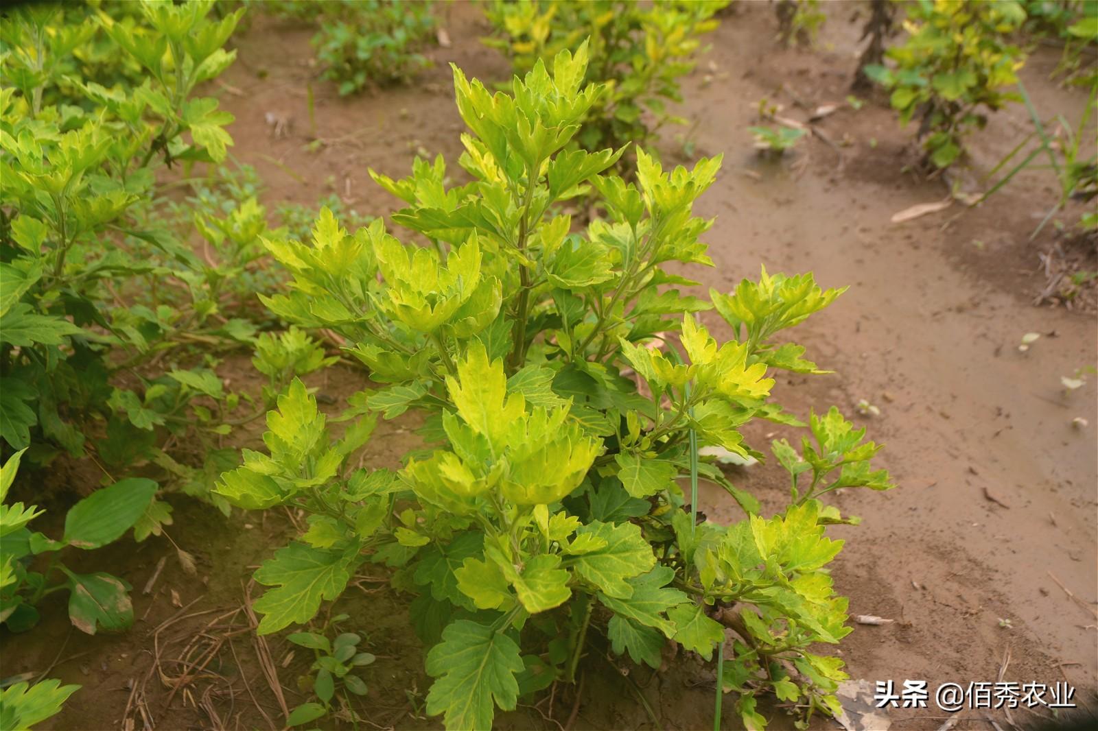 药用菊花种植技术_菊花药用种植技术视频_菊花药用种植技术与管理