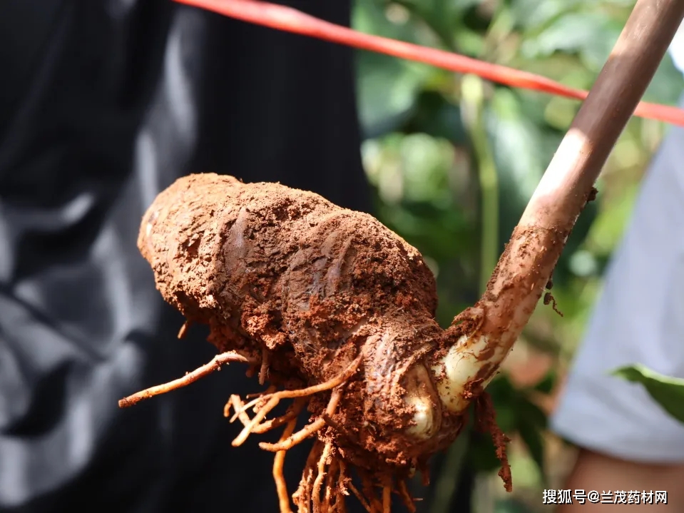 种植重楼的前景如何_种植重楼赚钱吗_重楼种植致富新闻