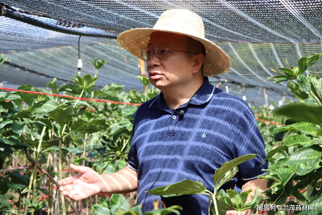 重楼种植致富新闻_种植重楼赚钱吗_种植重楼的前景如何