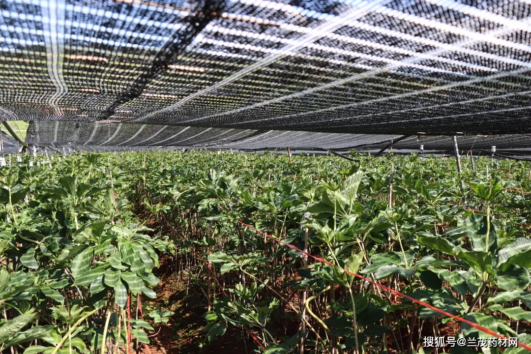 种植重楼赚钱吗_种植重楼的前景如何_重楼种植致富新闻