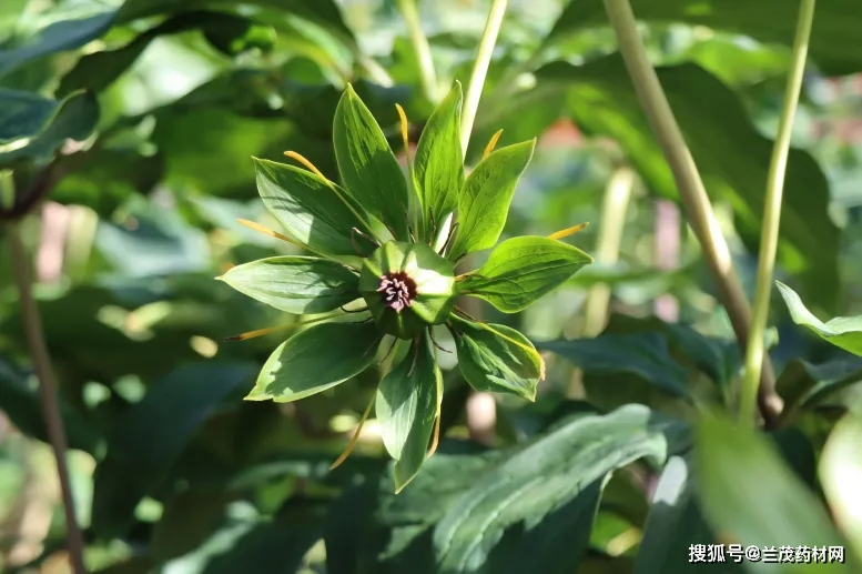 种植重楼赚钱吗_种植重楼的前景如何_重楼种植致富新闻