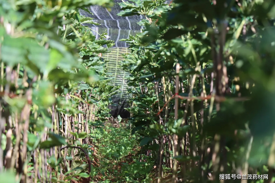 重楼种植致富新闻_种植重楼的前景如何_种植重楼赚钱吗