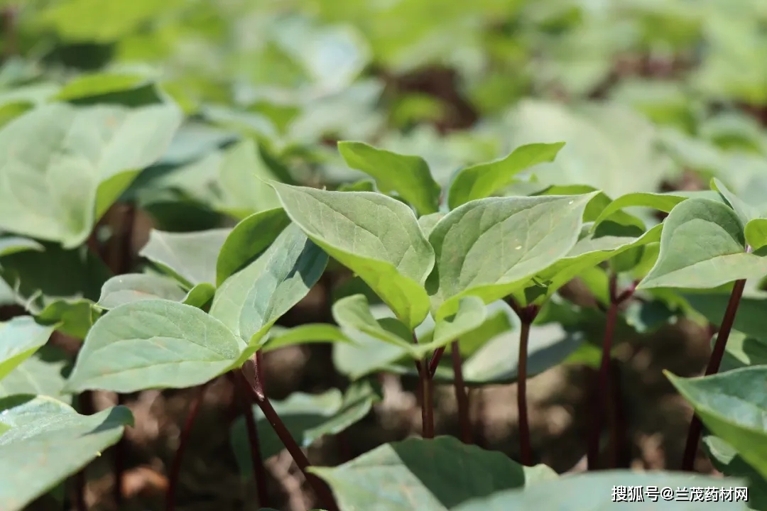 重楼种植致富新闻_种植重楼的前景如何_种植重楼赚钱吗