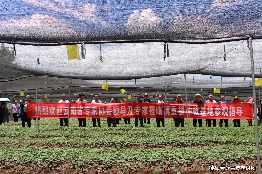 种植重楼赚钱吗_种植重楼的前景如何_重楼种植致富新闻