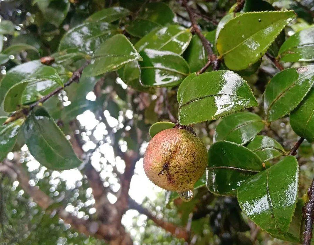 藏在梁河山里的致富果