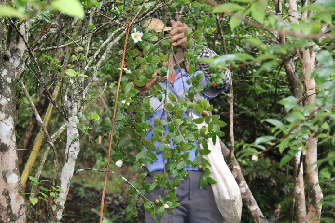 种地致富项目_致富种植果土地怎么样_土地种植致富果