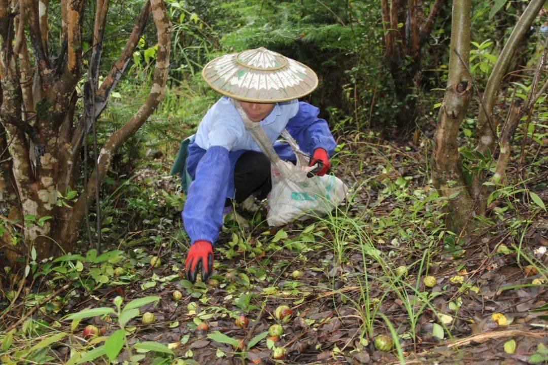 土地种植致富果_致富种植果土地怎么样_种地致富项目