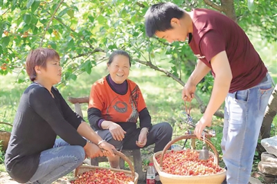 南阳：以特色产业赋能乡村振兴