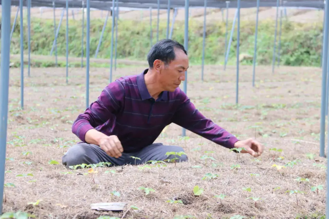 种植重楼是不是骗局_重楼种植致富新闻_种植重楼的前景如何