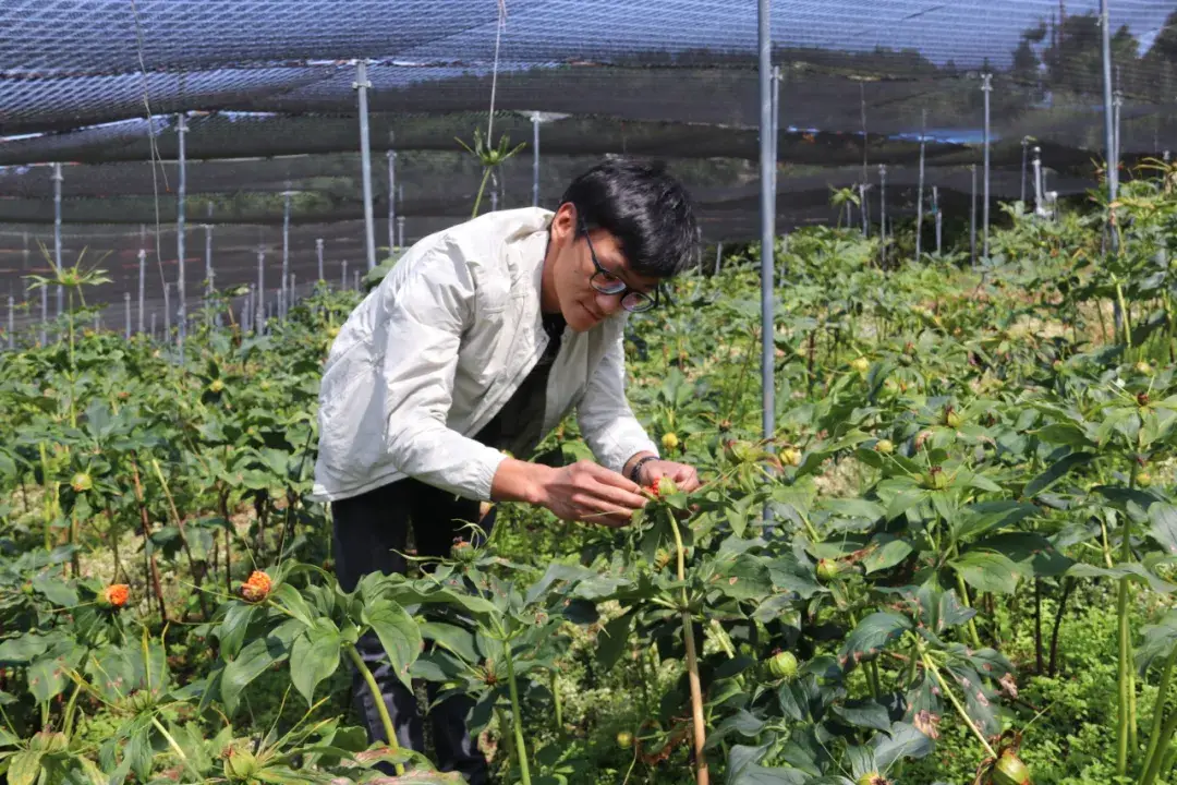 种植重楼的前景如何_重楼种植致富新闻_种植重楼是不是骗局