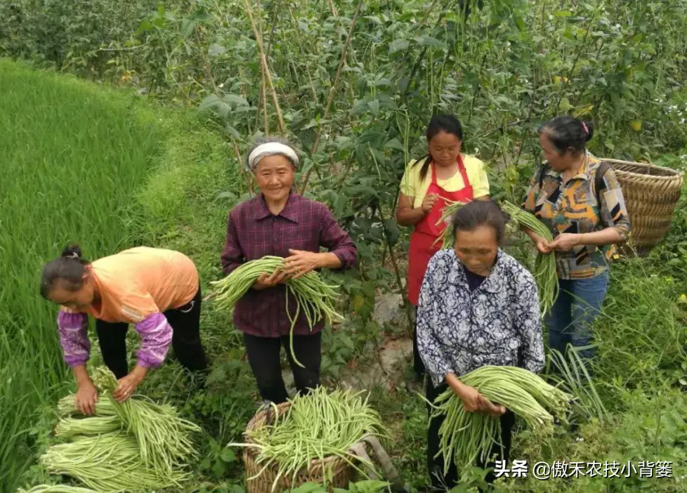 南方长豆角_南方豆角种植致富_南方的豆角种植时间和技术