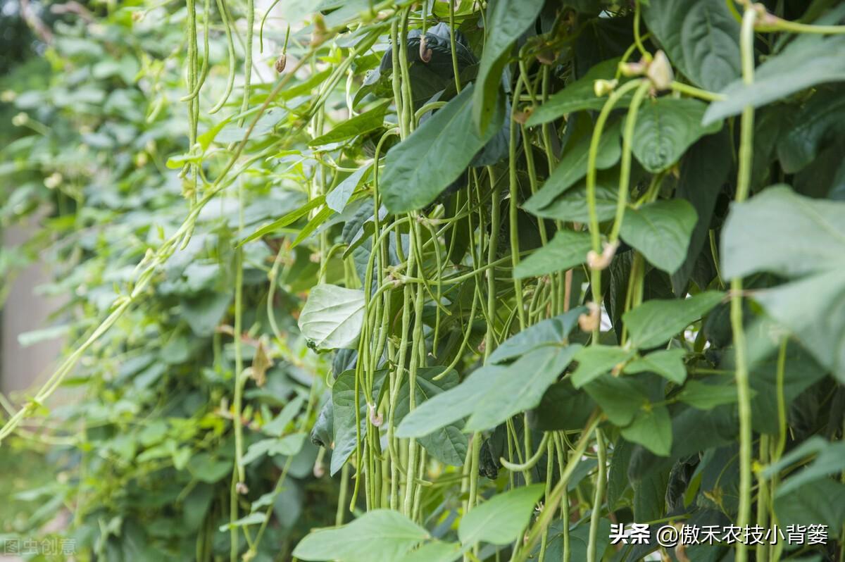 南方的豆角种植时间和技术_南方长豆角_南方豆角种植致富