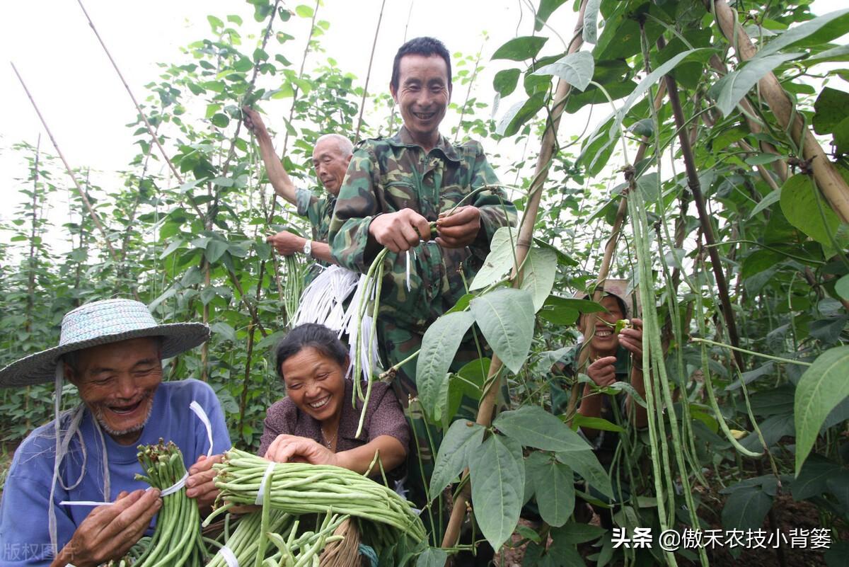 南方长豆角_南方豆角种植致富_南方的豆角种植时间和技术