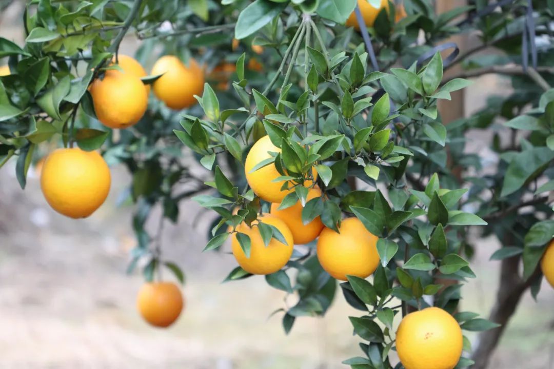 致富种植果土地怎么样_种植致富业_土地种植致富果